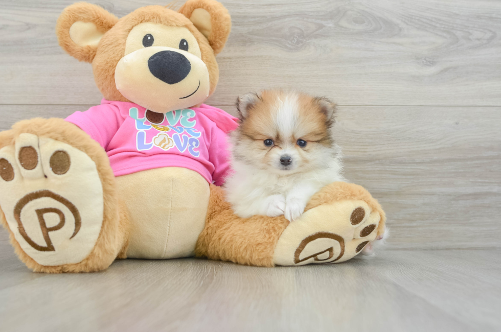 6 week old Pomeranian Puppy For Sale - Windy City Pups