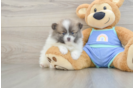 Best Pomeranian Baby