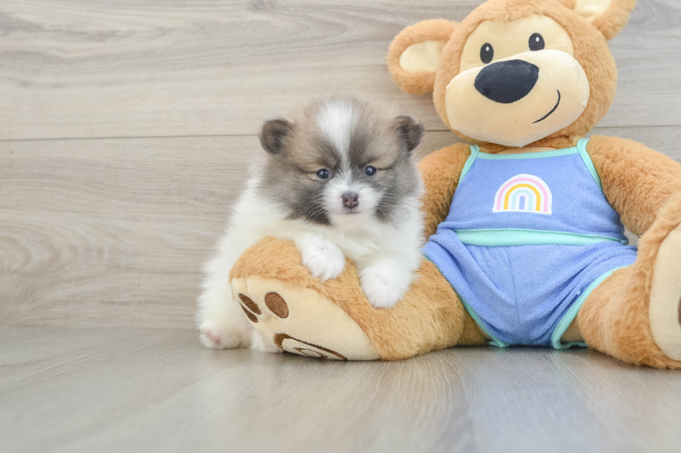Best Pomeranian Baby