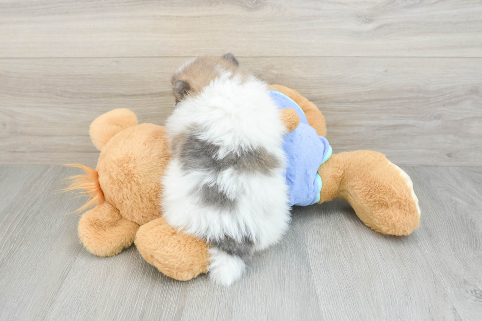 Best Pomeranian Baby