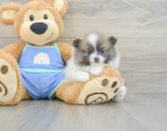 8 week old Pomeranian Puppy For Sale - Windy City Pups