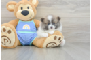 Funny Pomeranian Purebred Pup