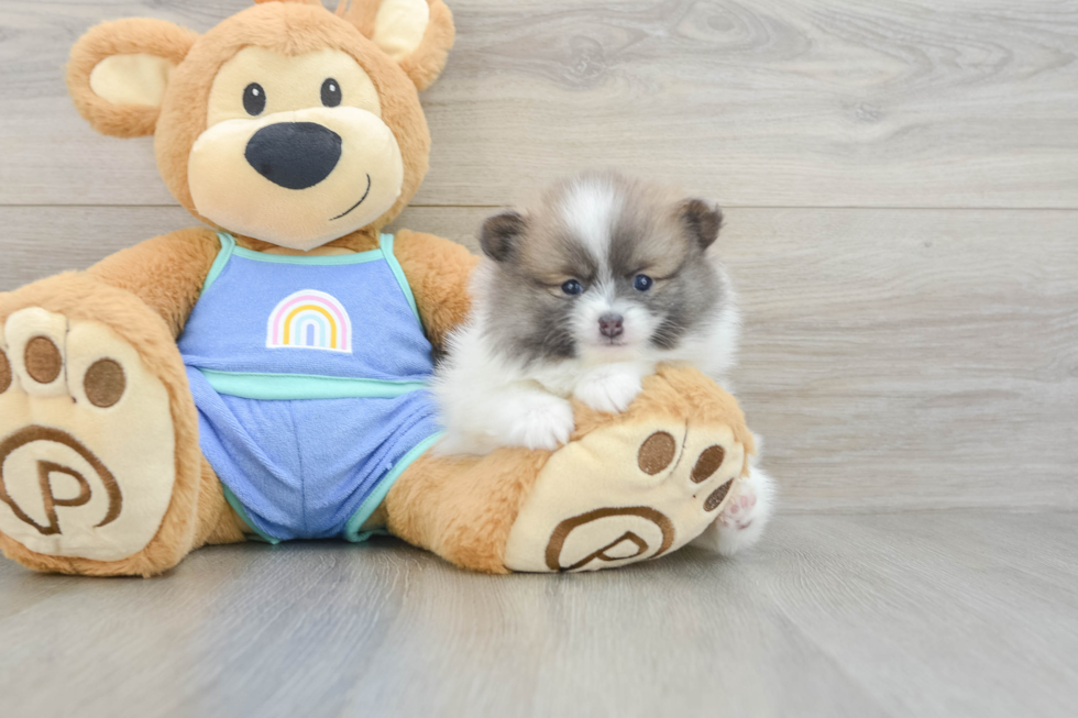 Funny Pomeranian Purebred Pup