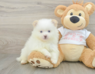 6 week old Pomeranian Puppy For Sale - Windy City Pups
