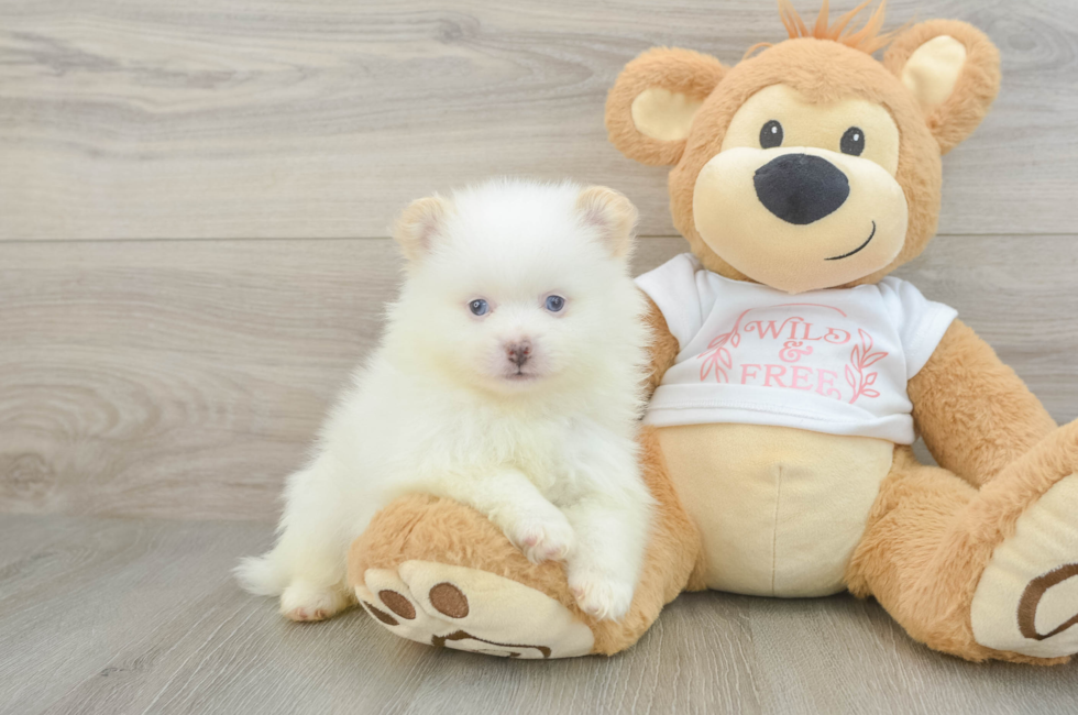 6 week old Pomeranian Puppy For Sale - Windy City Pups