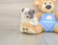 6 week old Pomeranian Puppy For Sale - Windy City Pups