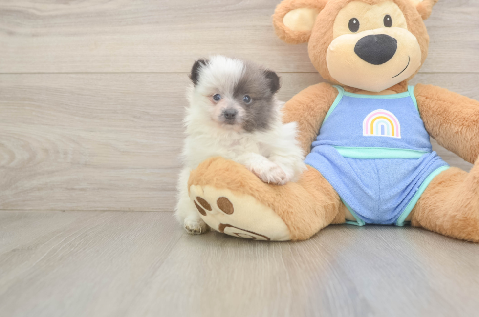 6 week old Pomeranian Puppy For Sale - Windy City Pups