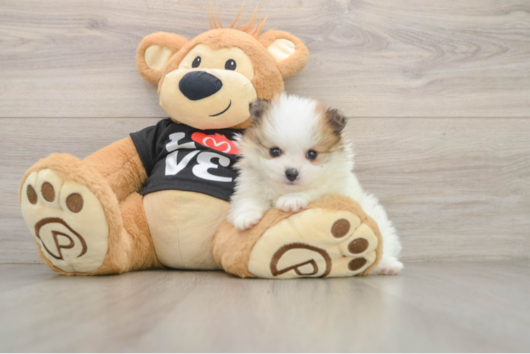 Adorable Pom Pom Purebred Puppy