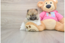 Pomeranian Pup Being Cute