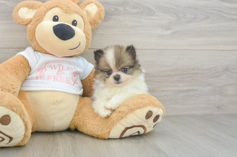 6 week old Pomeranian Puppy For Sale - Windy City Pups