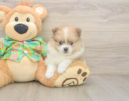 6 week old Pomeranian Puppy For Sale - Windy City Pups