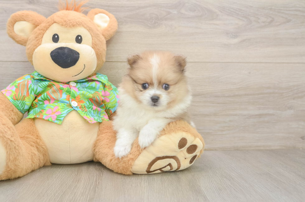 6 week old Pomeranian Puppy For Sale - Windy City Pups
