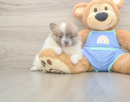 6 week old Pomeranian Puppy For Sale - Windy City Pups