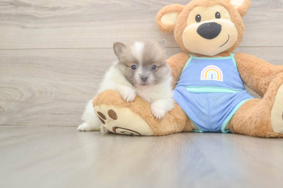 6 week old Pomeranian Puppy For Sale - Windy City Pups