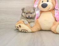 7 week old Pomeranian Puppy For Sale - Windy City Pups