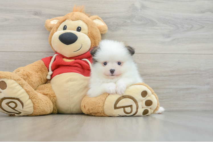 Smart Pom Dog Purebred Puppy