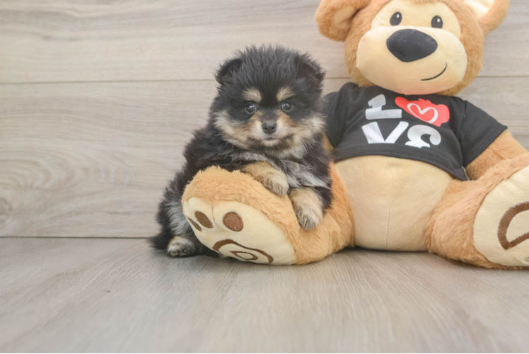 Akc Registered Pomeranian Purebred Pup