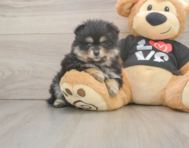 5 week old Pomeranian Puppy For Sale - Windy City Pups