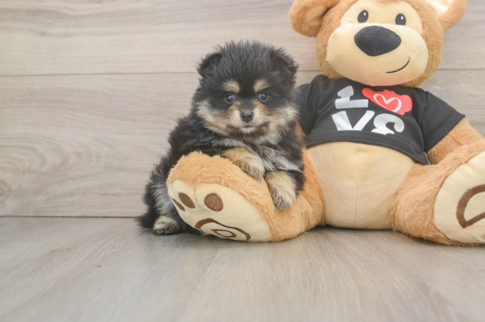 5 week old Pomeranian Puppy For Sale - Windy City Pups