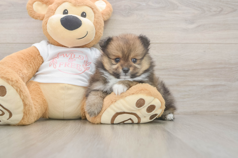 6 week old Pomeranian Puppy For Sale - Windy City Pups