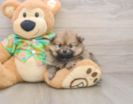 5 week old Pomeranian Puppy For Sale - Windy City Pups