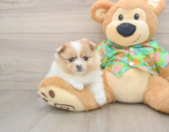 8 week old Pomeranian Puppy For Sale - Windy City Pups