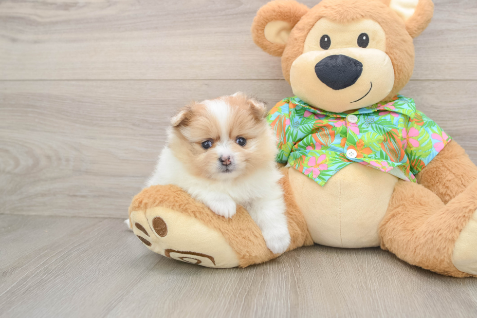 Best Pomeranian Baby