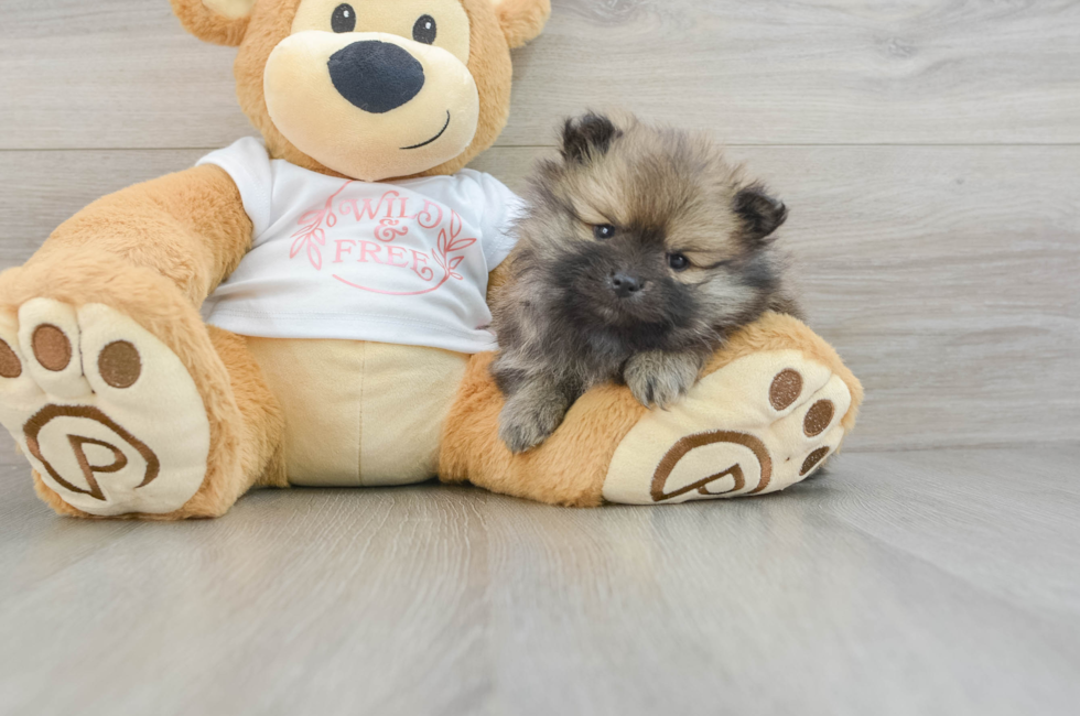 7 week old Pomeranian Puppy For Sale - Windy City Pups