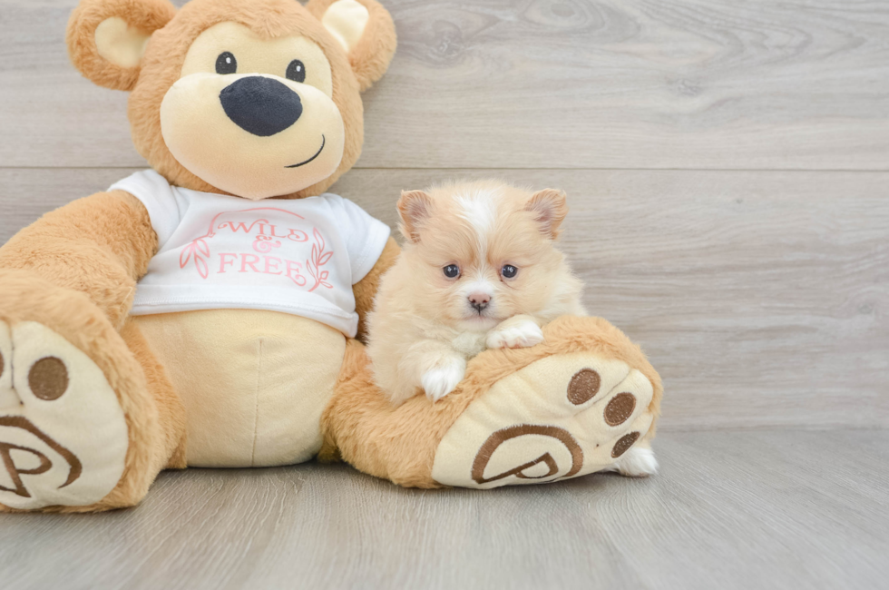 6 week old Pomeranian Puppy For Sale - Windy City Pups