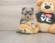 5 week old Pomeranian Puppy For Sale - Windy City Pups