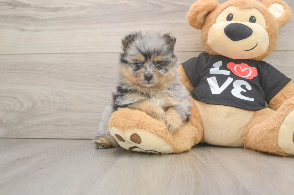 5 week old Pomeranian Puppy For Sale - Windy City Pups
