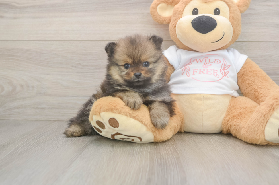 6 week old Pomeranian Puppy For Sale - Windy City Pups