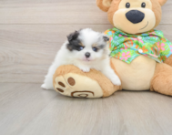 8 week old Pomeranian Puppy For Sale - Windy City Pups