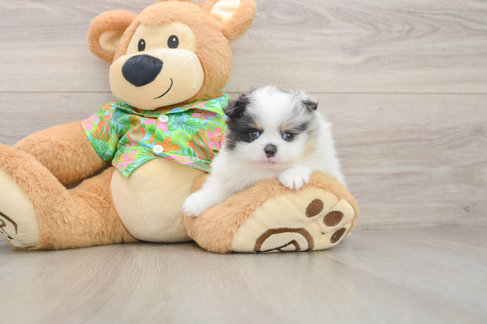 Pomeranian Pup Being Cute