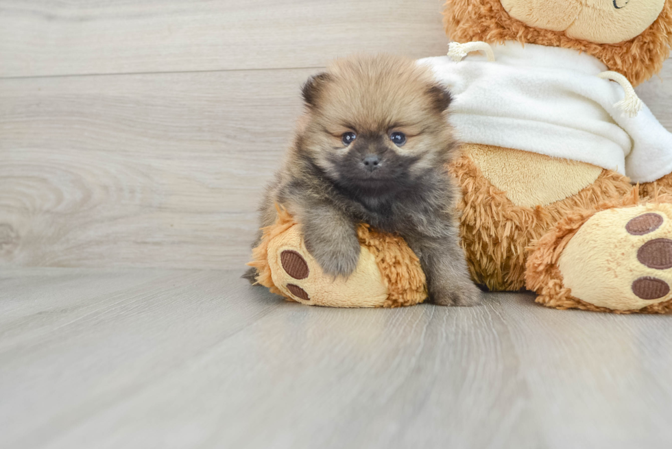 Popular Pomeranian Purebred Pup