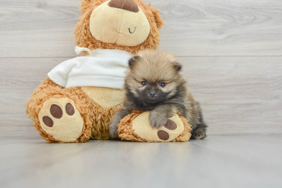 Small Pomeranian Purebred Pup