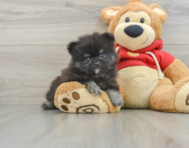 8 week old Pomeranian Puppy For Sale - Windy City Pups