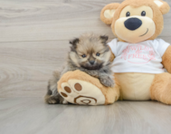 7 week old Pomeranian Puppy For Sale - Windy City Pups