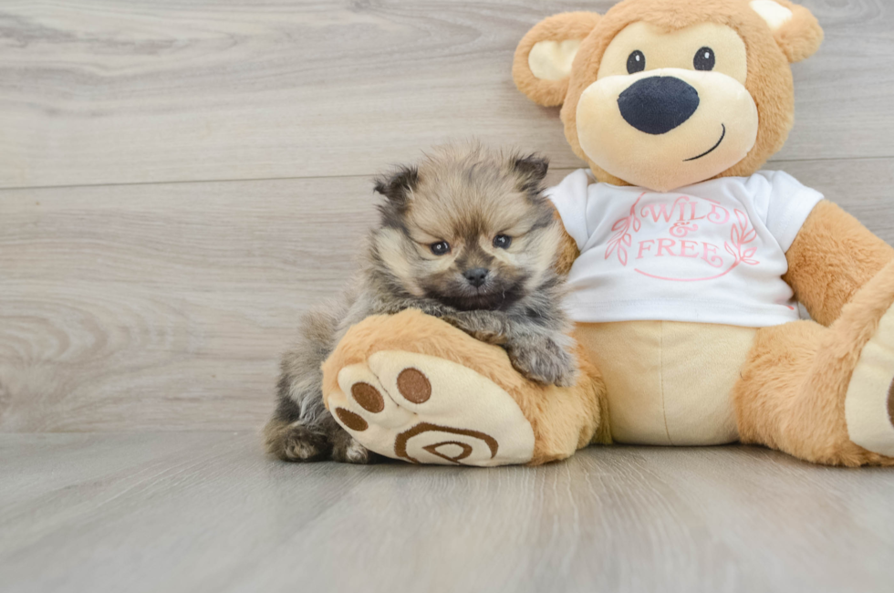 7 week old Pomeranian Puppy For Sale - Windy City Pups