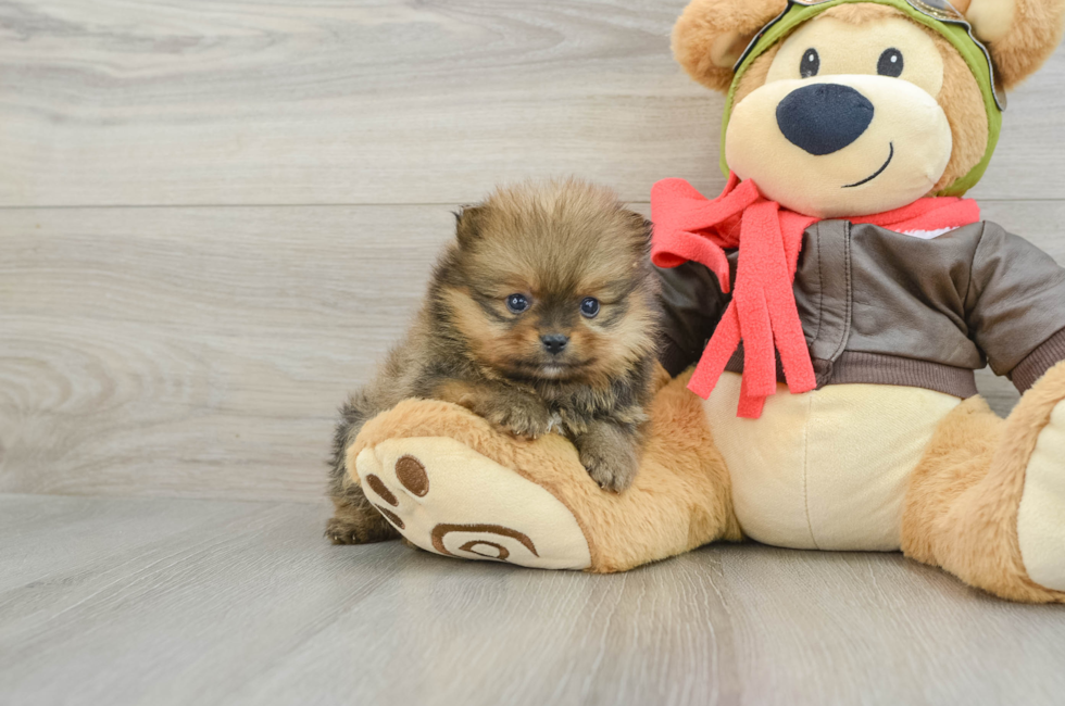 5 week old Pomeranian Puppy For Sale - Windy City Pups