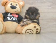 5 week old Pomeranian Puppy For Sale - Windy City Pups