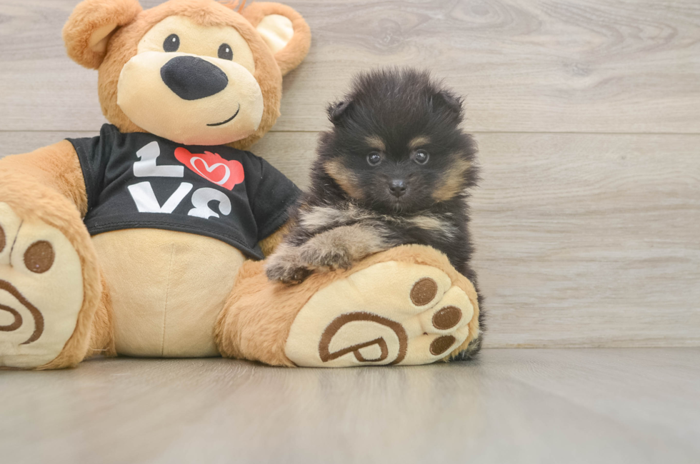 5 week old Pomeranian Puppy For Sale - Windy City Pups
