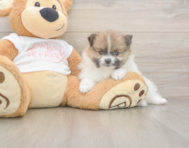 9 week old Pomeranian Puppy For Sale - Windy City Pups