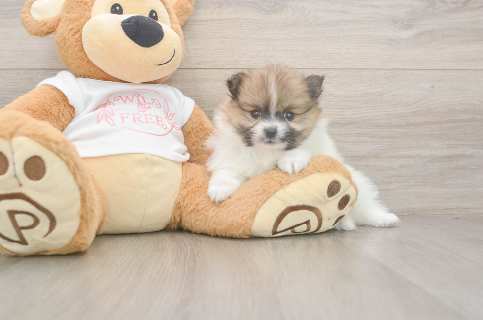 6 week old Pomeranian Puppy For Sale - Windy City Pups
