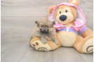 Pomeranian Puppy for Adoption