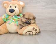 5 week old Pomeranian Puppy For Sale - Windy City Pups