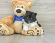 8 week old Pomeranian Puppy For Sale - Windy City Pups