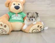 6 week old Pomeranian Puppy For Sale - Windy City Pups