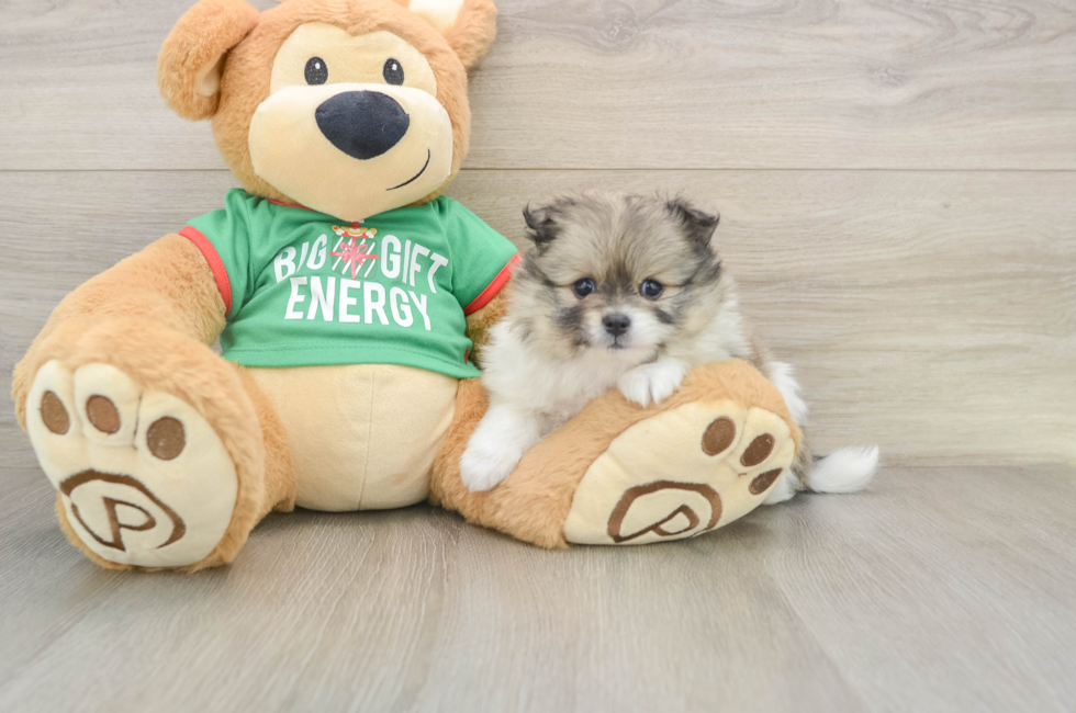 5 week old Pomeranian Puppy For Sale - Windy City Pups