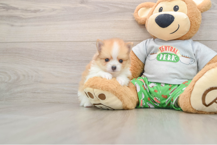 Pomeranian Puppy for Adoption